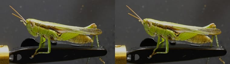 grassHopper.jpg