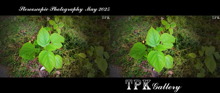 250503 X11(29) A+LRsY K.jpg