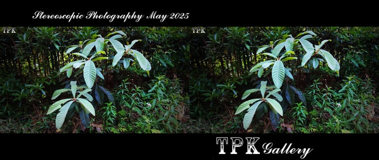 250503 X12(41) A+LRsY K.jpg