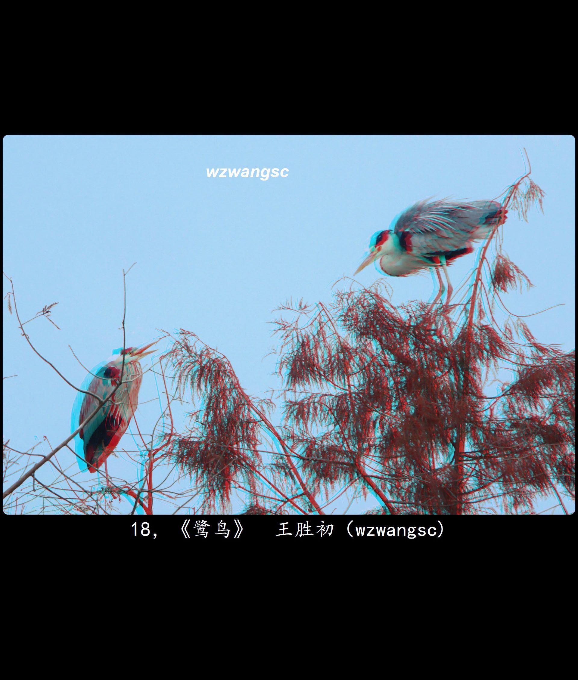 X 18，《鹭鸟》王胜初（wzwangsc)2 副本.jpg