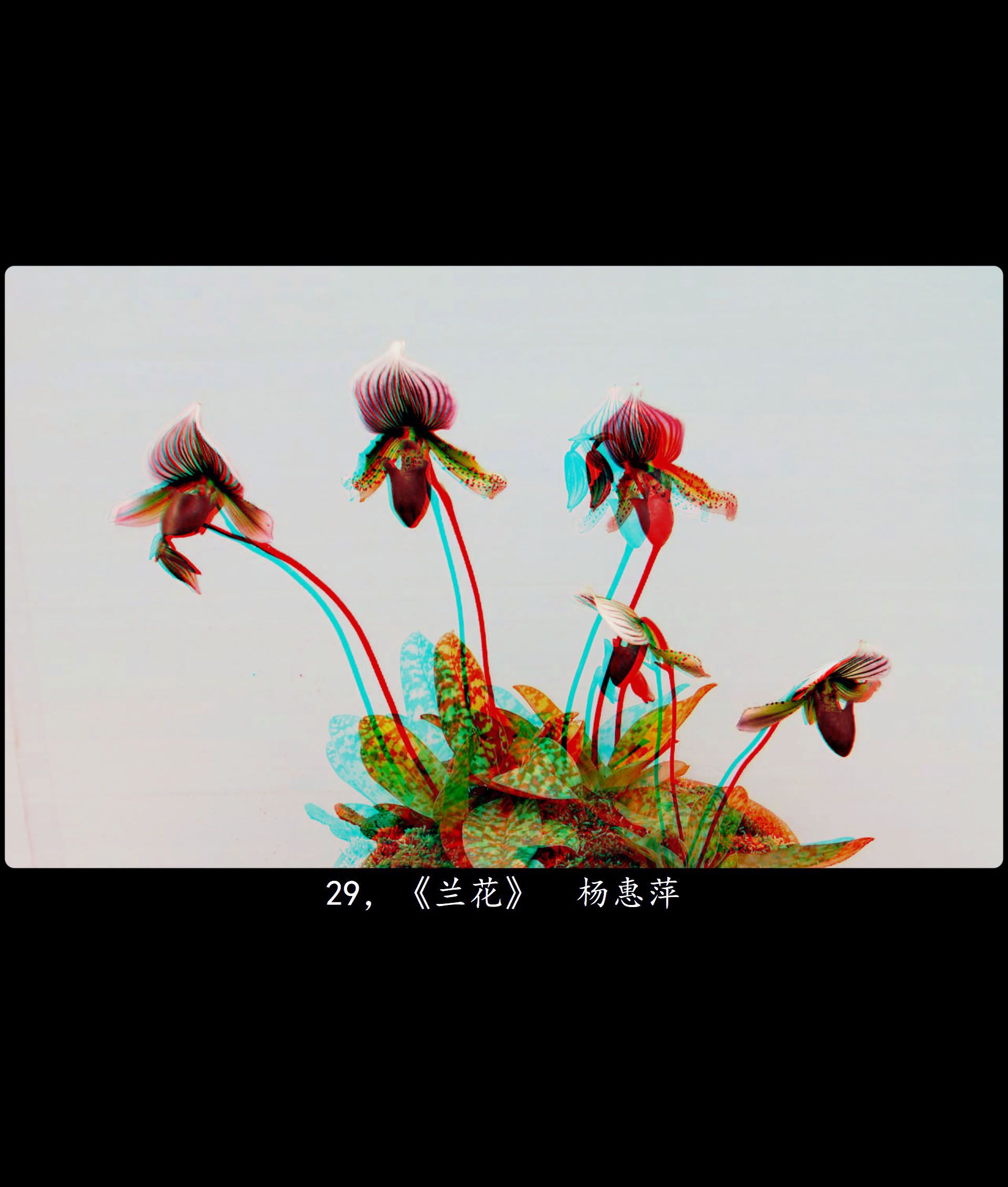 X 29，《兰花》  杨惠萍 副本.jpg