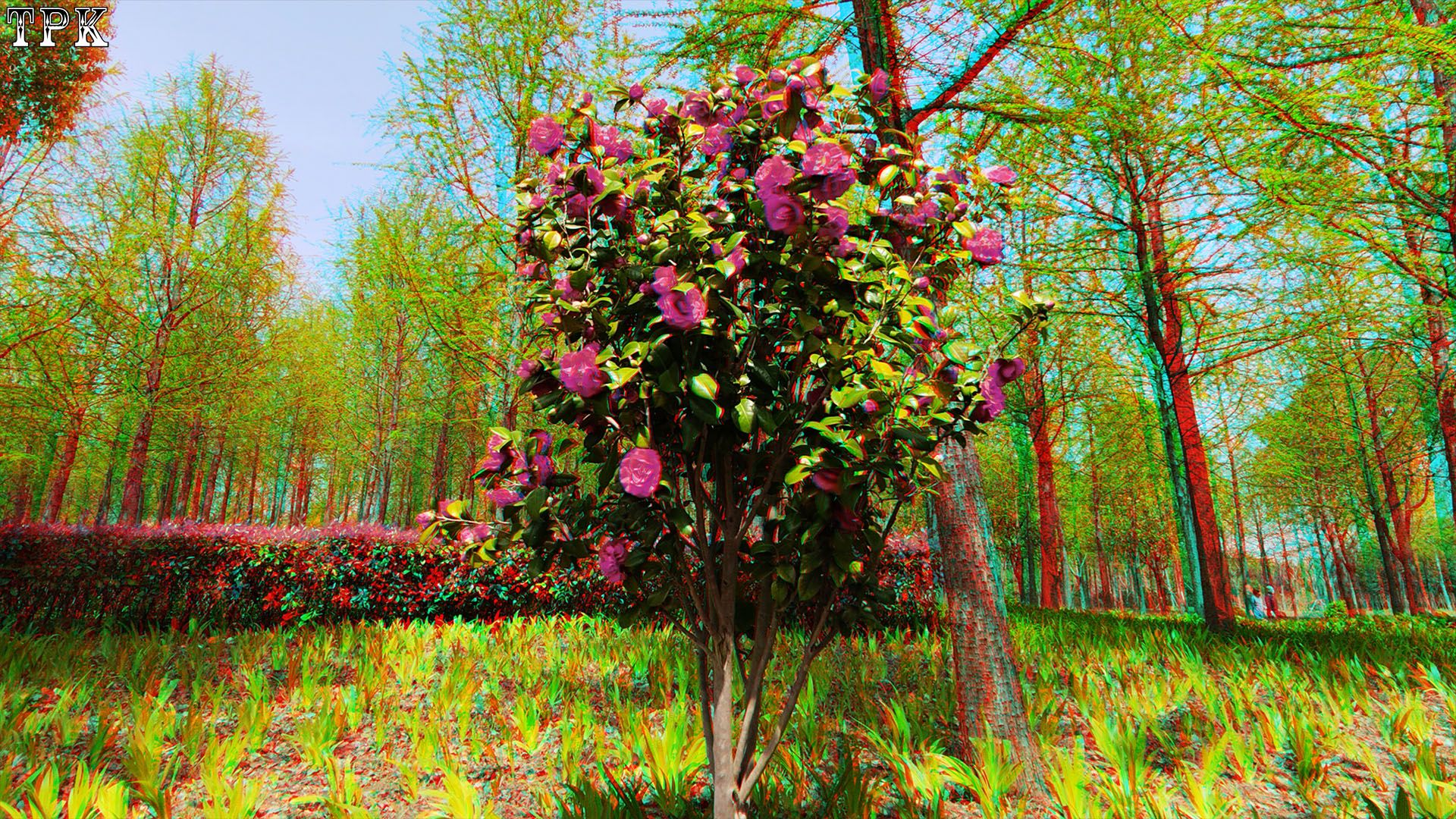 X 260405Xreal041(44) A XRC Wjpg.jpg