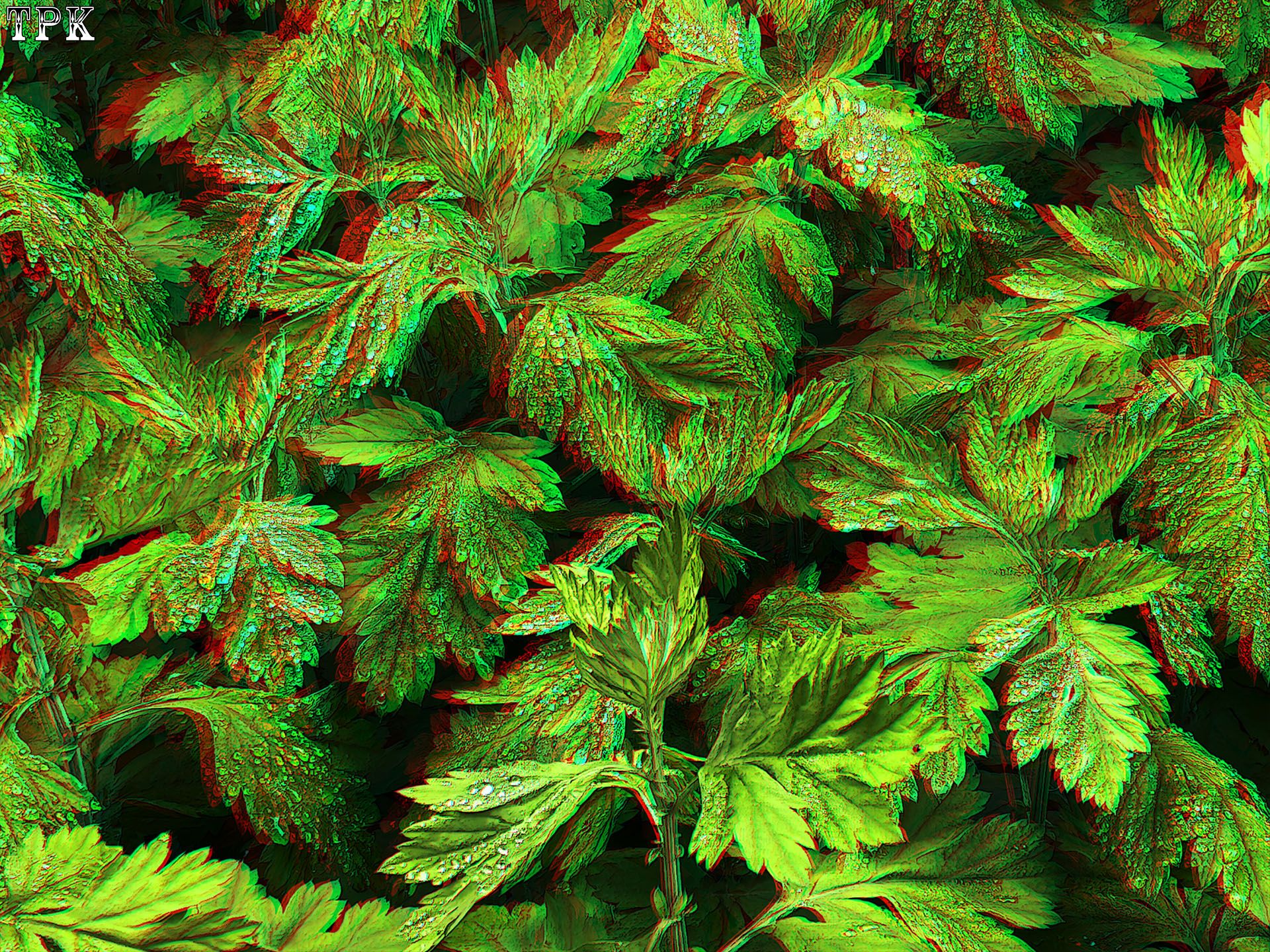 X 260413Mate 2526(28) XRCpg.jpg